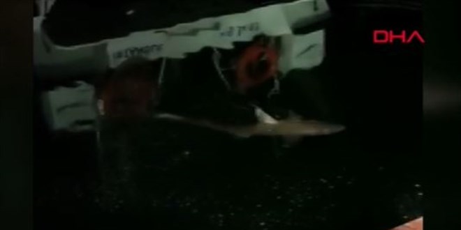 Haliç'te köpek balığı görüldü