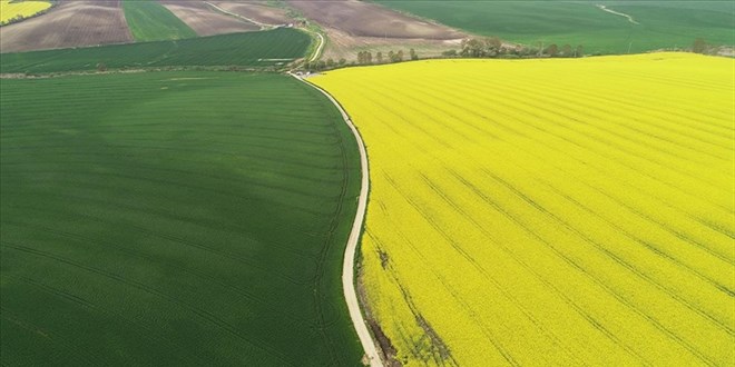 Trakya'nın 'sarı kızı' kanola çiftçiye alternatif ürün oluyor