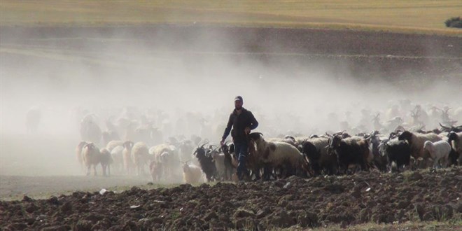 30 koyunla balad, devlet desteiyle iftlik kurdu