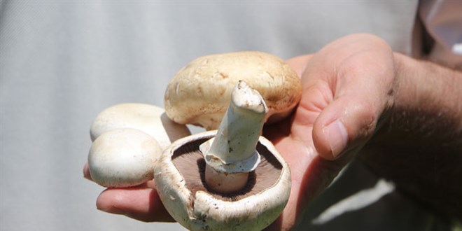 Prof. Dr. T�rkekul'dan 'ikiz mantar' uyar�s�