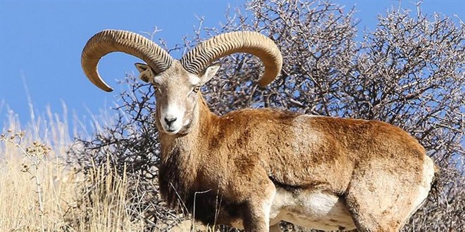 Yaban ke�isi avlayanlara 120 bin lira ceza