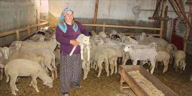 Besici kadın devletten aldığı destekle sürü sahibi oldu