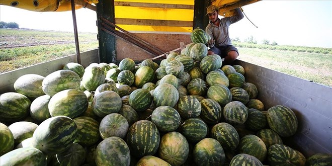 Tescilli Adana karpuzu 8 ülkeye ihraç ediliyor