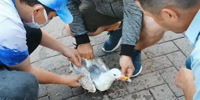 Balık tutmak için attığı oltasına martı takıldı