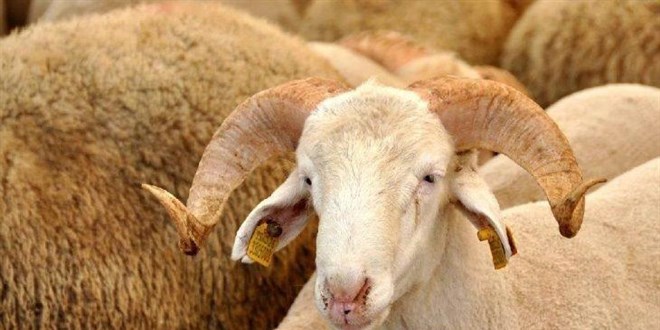 Resmen belli oldu! Kurban kesimi için kurallar açıklandı