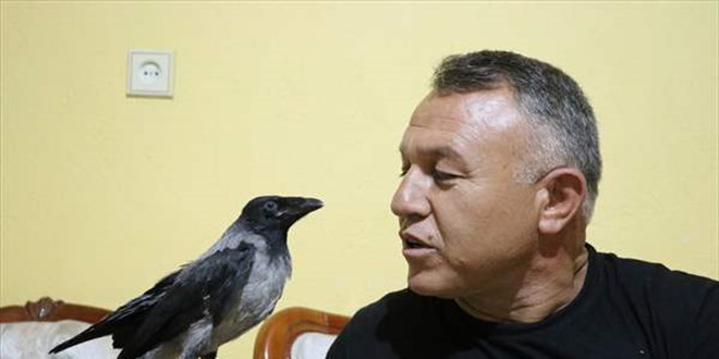 Sağlık memuru sokakta yaralı bulduğu kargayı evinde tedavi etti