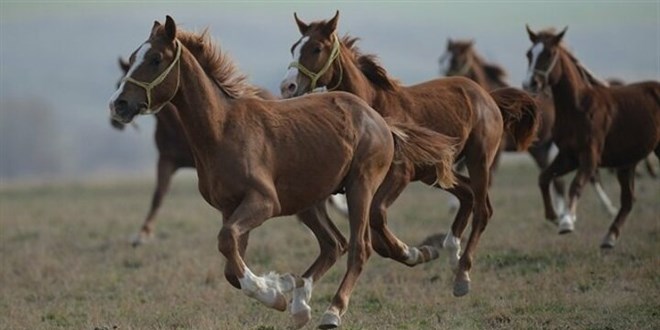 TİGEM 43 baş safkan Arap koşu tayı satacak