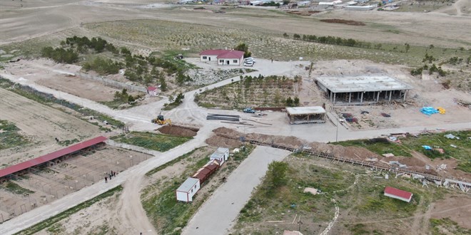 'Anadolu Aslanı' bu çiftlikte korunacak