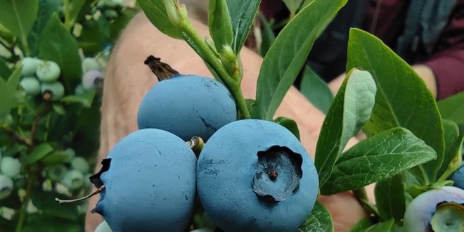 Nadir bulunan meyveyi yetiştirdi, kilosunu 100 liradan satıyor
