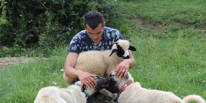 Ambulans ofr i stresini koyun ve keilerle atyor