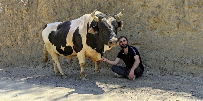 Boğası ve koyunu ile kurduğu iletişim dikkat çekiyor