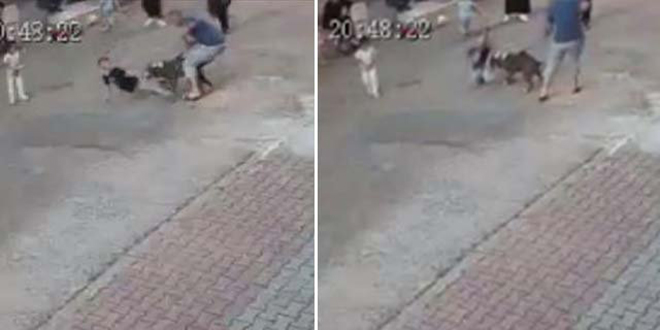 Pitbullun çocuğa saldırdığı dehşet anları güvenlik kamerasında
