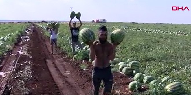 Diyarbakır karpuzunun hasadına başlandı