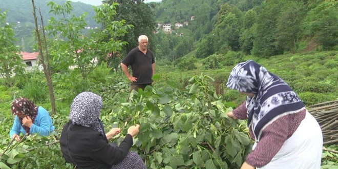Kilosu 500 lirayı bulan ıhlamurun hasadına başlandı