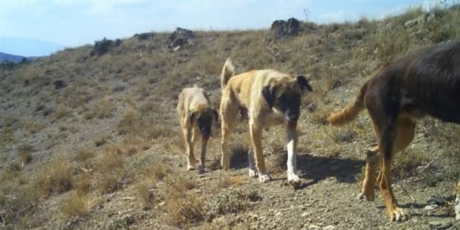 Başıboş köpeğin ısırdığı çocuk vefat etti