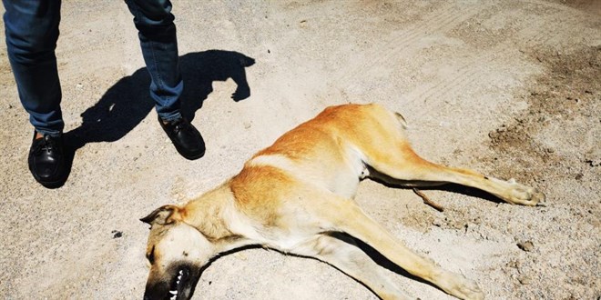 Ankara'da boş arazide telef olmuş 6 köpek bulundu
