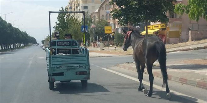 Elektrikli motosiklete atı bağlayıp çeken sürücü ve atın sahibine para cezası