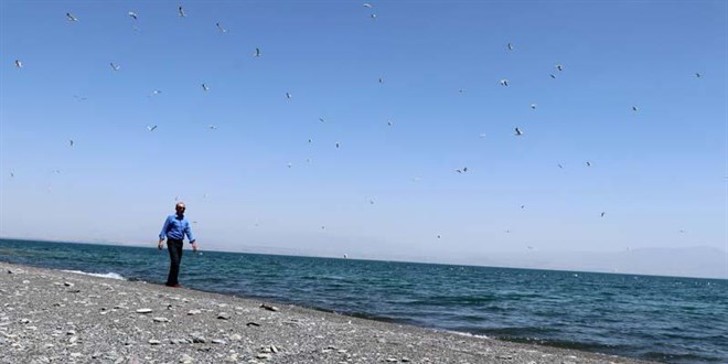 Van Gölü havzasında toplu martı ölümleri başladı