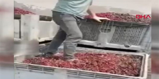 Meyve alım tesisindeki görüntüde 4 gözaltı
