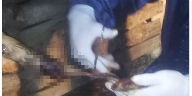Tokat'ta 6 büyükbaş hayvanın kuyruğu kesildi