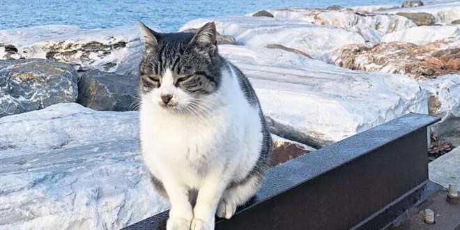 Hayvanları Koruma Kanun teklifi Meclis'ten geçti