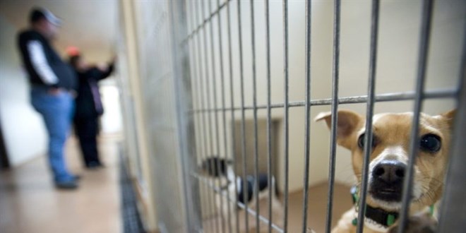 Belediyelere, hayvan bakımevi kurma zorunluluğu getirildi