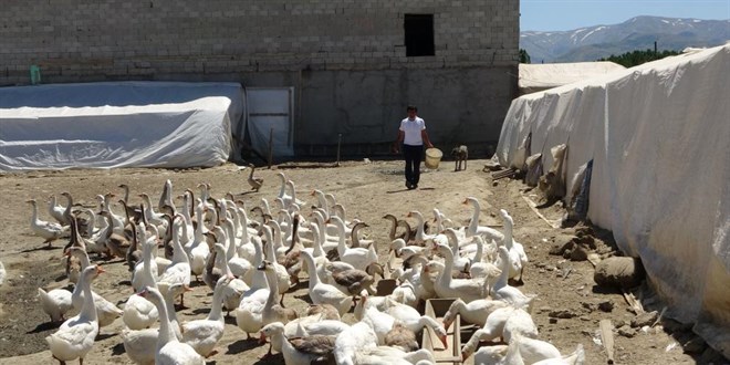 Öğretmenliği bırakıp kaz üretim çiftliği kurdu