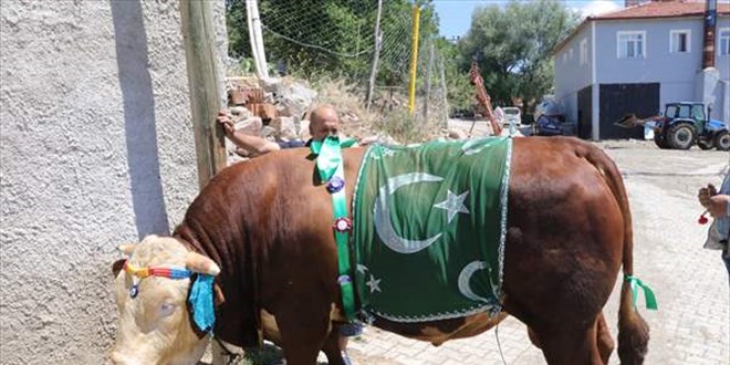 1,3 tonluk 'Çakırbey' isimli kurbanlık boğa 35 bin liraya satışa sunuldu