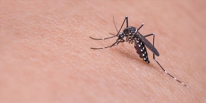 stanbul'da Asya Kaplan Sivrisineinin poplasyonu artyor