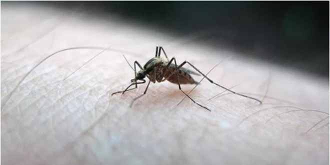 BB: Sivrisinek ikayetleri azald