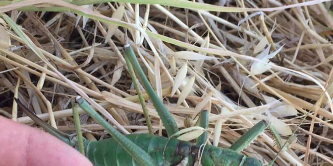 Uzmanlar uyard: Dev ekirgeler tarmsal alanlar koruyor, ldrmeyin!