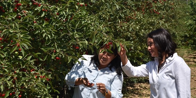 Bankacl brakp tarma yneldi, taleplere yetiemiyor