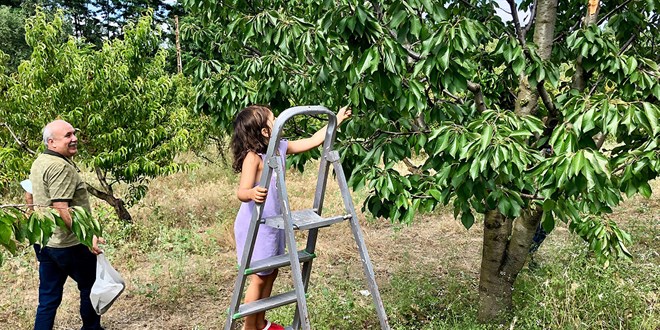 niversite iftliindeki meyveleri ziyaretiler hasat ediyor
