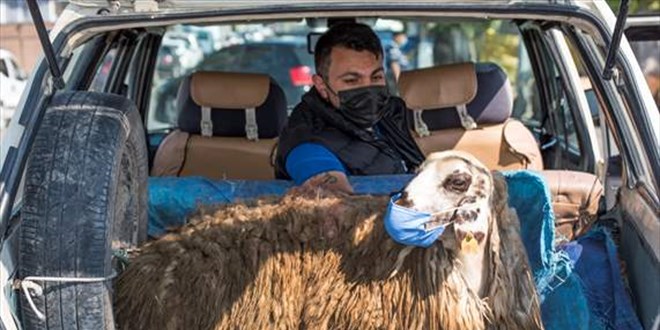 Otomobilin bagajında taşınan maskeli koyun gülümsetti