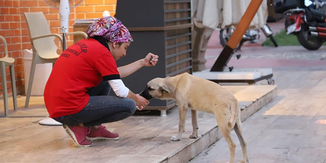 Susuz kalan köpeğe su içiren belediye personeli yürekleri ısıttı