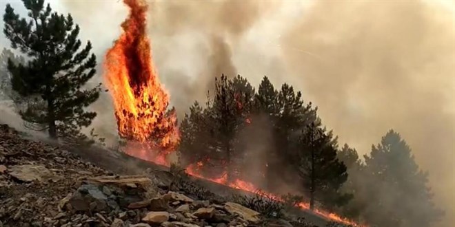 Elazığ'da orman yangını: Çok sayıda ekip sevk edildi