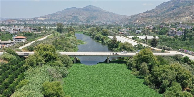 Su sümbülleri Asi Nehri'ni yeniden istila etti
