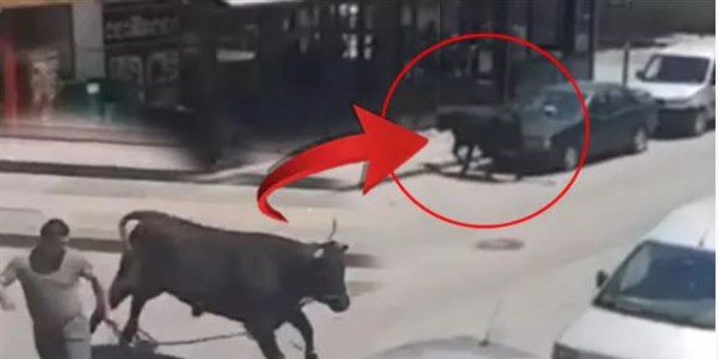 Kaçan kurbanlık boğa kenti birbirine kattı!