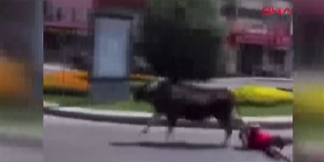 Kaan danay kuyruundan tutarak durdurmaya alt