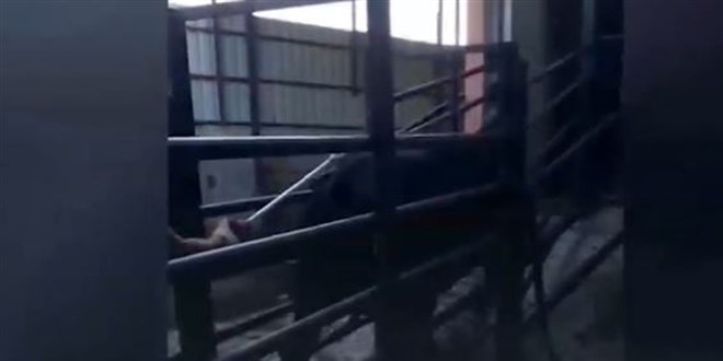 Kurbanlık hayvanlara elektrikli işkence