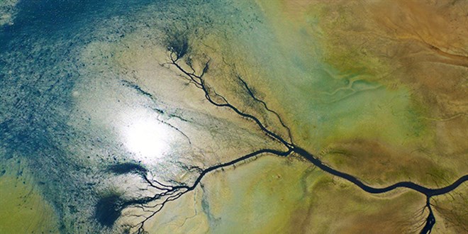 Kuruyan Dden Gl'nn can damarlar grnd