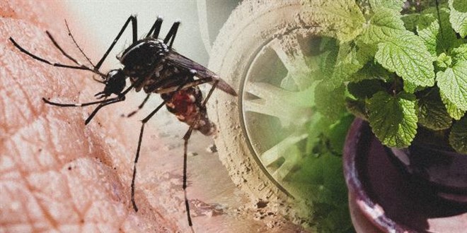 Karadeniz'de yeni tehlike: Asya Kaplan Sivrisinei