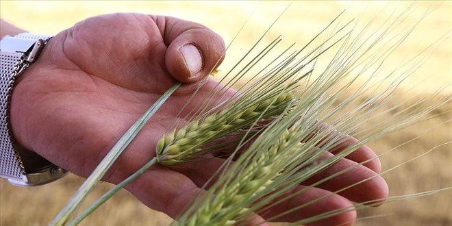 Kuraklığa dayanıklı arpa sağladığı verimle çiftçiyi sevindirdi