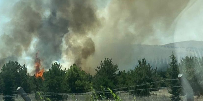 Ankara'da Atatürk Orman Çiftliği arazisinde yangın: 1 gözaltı