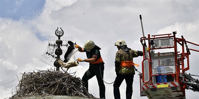 Leylek yavrularına kubbe üstünde tedavi