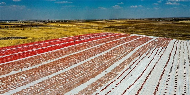 Kurutulduktan sonra dünya sofralarına lezzet katacaklar