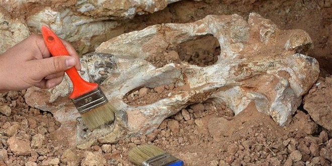Bilim insanlar 890 milyon yl ncesine ait hayvan fosili buldu