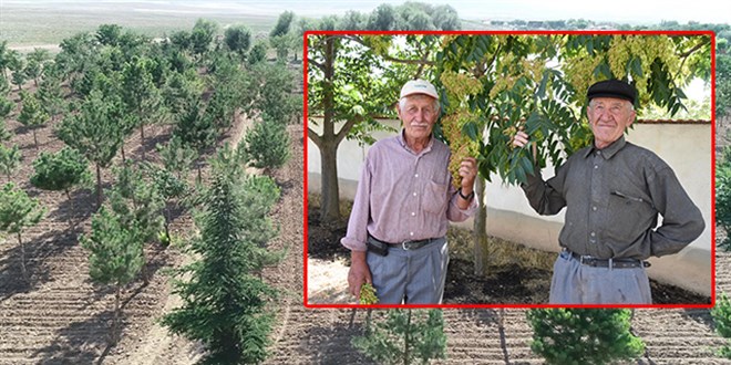 'Ağaç dede'ler 10 yılda binin üzerinde fidan dikti
