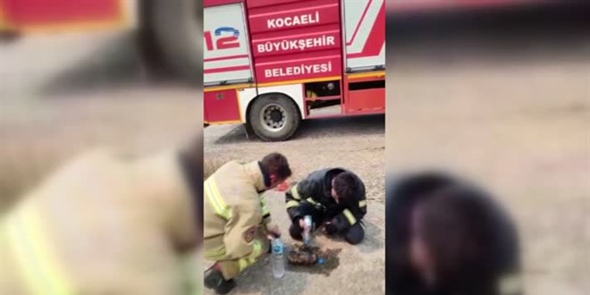 İtfaiye ekipleri kaplumbağayı yangından kurtardı