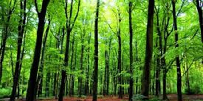 Bingl'de ormanlk alanlara giri yasakland